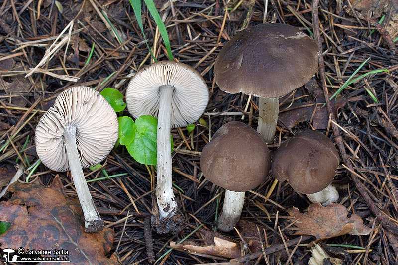 Pluteus griseopus foto 2