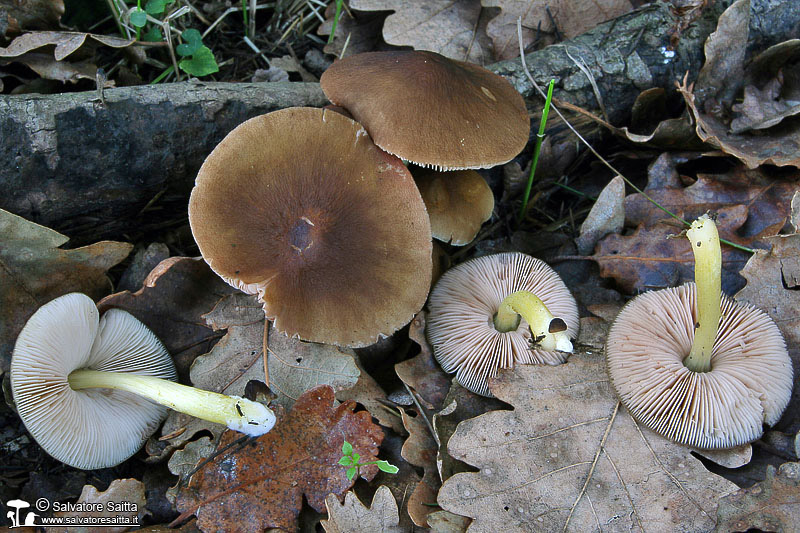 Pluteus romellii foto 1