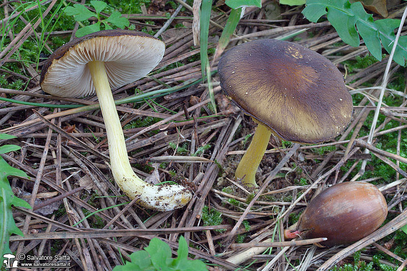 Pluteus romellii foto 2