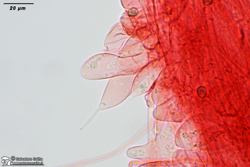 Pluteus thomsonii gambo foto 2