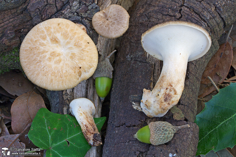 Polyporus tuberaster foto 1