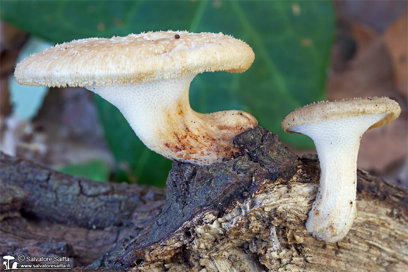 Polyporus tuberaster foto 1b