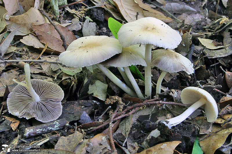 Psathyrella candolleana foto 1