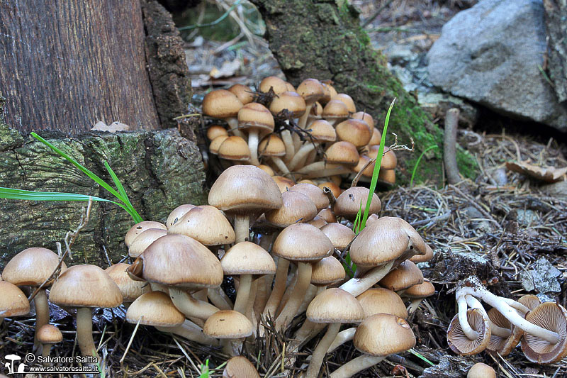 Psathyrella piluliformis foto 1