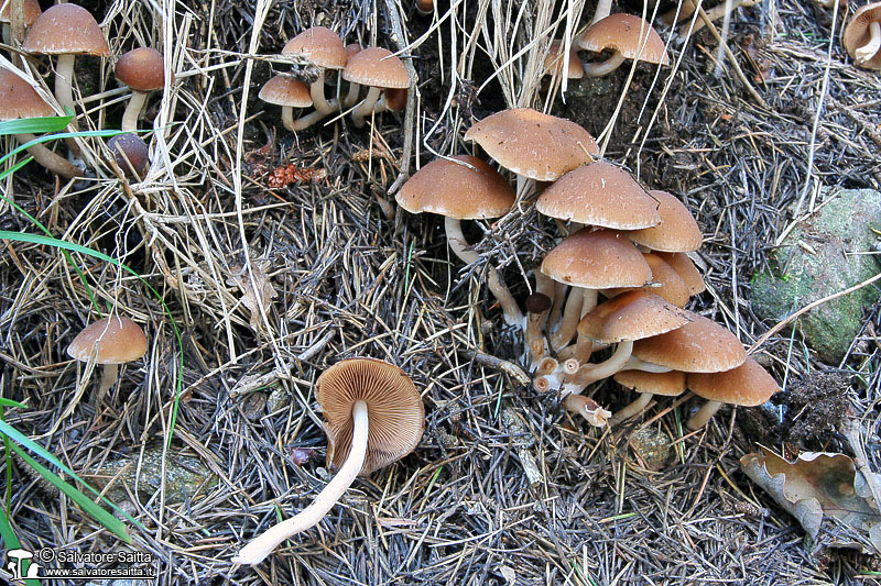 Psathyrella piluliformis foto 2