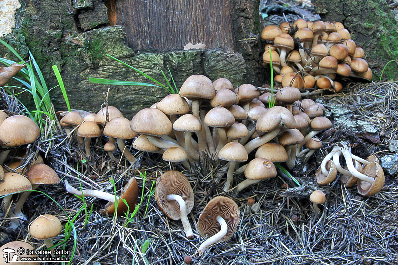 Psathyrella piluliformis foto 3