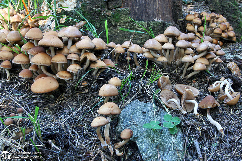 Psathyrella piluliformis foto 4