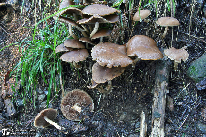 Psathyrella piluliformis foto 5