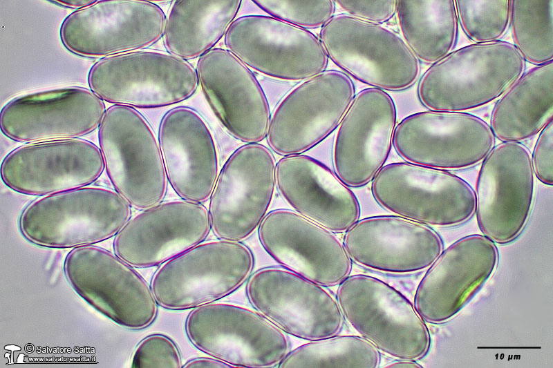 Pseudaleuria fibrillosa spore foto 2