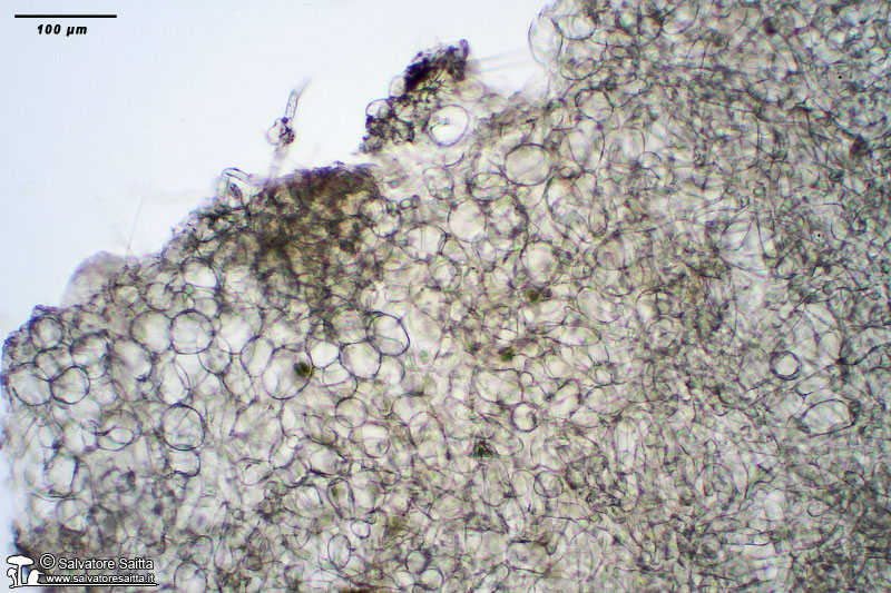Pseudaleuria fibrillosa excipulum ectale foto 1