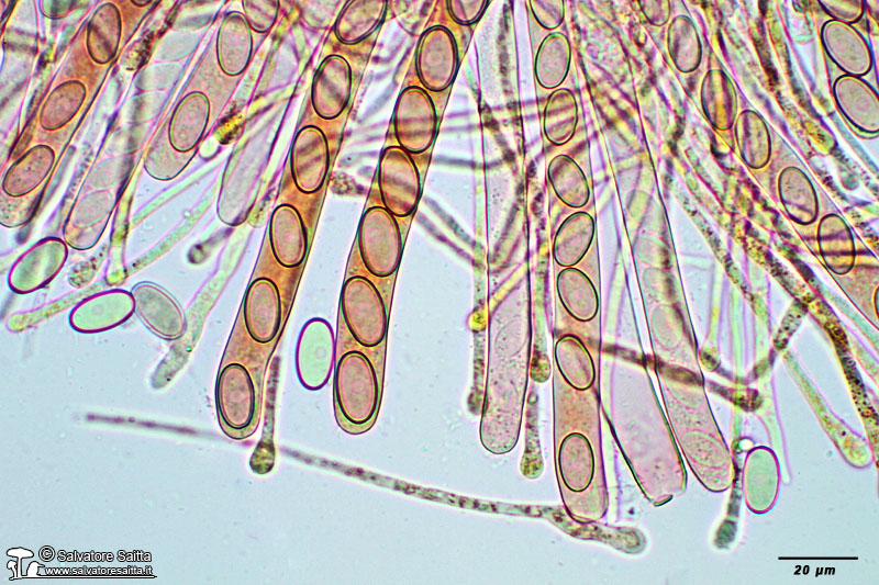 Pseudaleuria fibrillosa aschi e parafisi foto 3