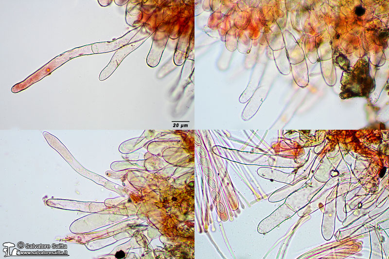 Pseudaleuria fibrillosa peli marginali foto 1