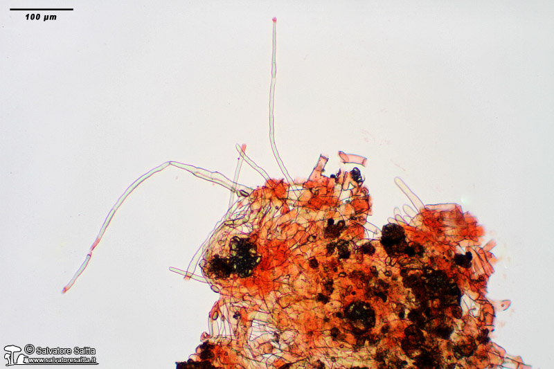 Pseudaleuria fibrillosa peli laterali foto 1