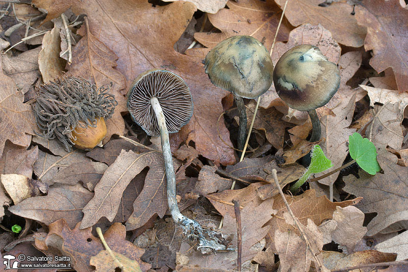 Psilocybe cyanescens foto 1