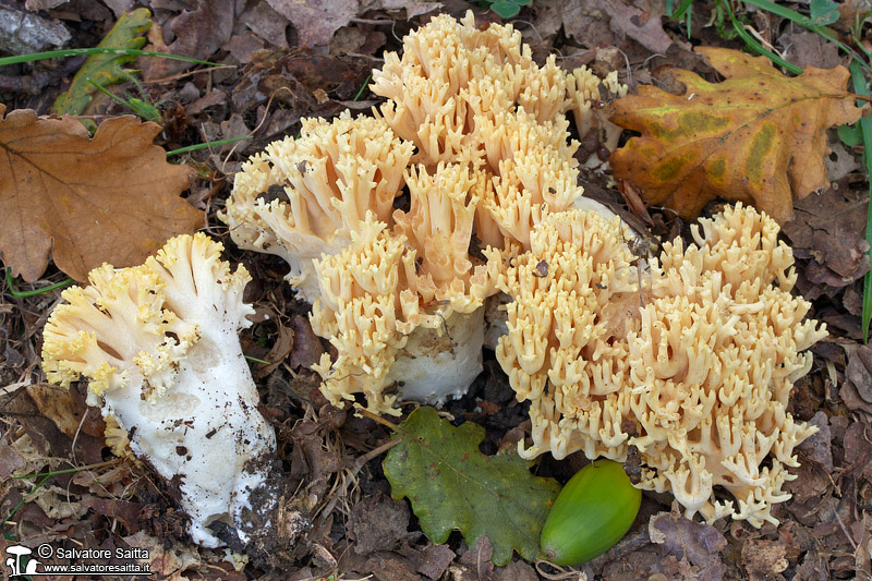 Ramaria albidoflava foto 1