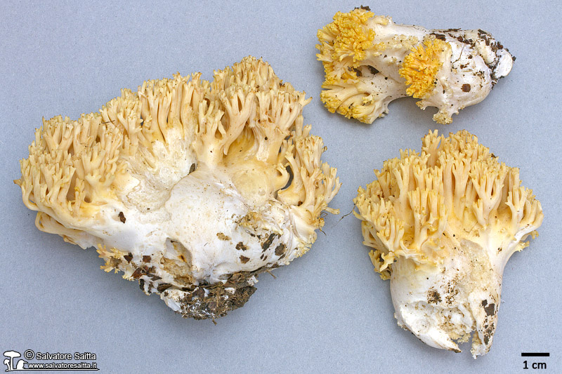 Ramaria albidoflava foto 1b