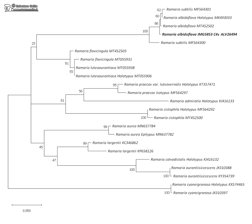 Ramaria albidoflava albero filogenetico foto 1