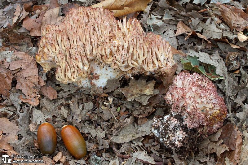 Ramaria botrytis foto 1