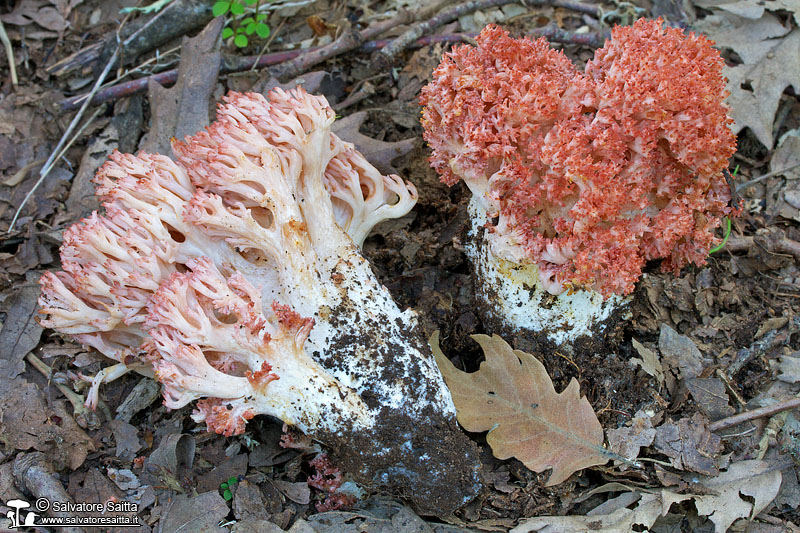 Ramaria botrytis foto 2