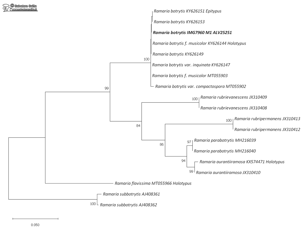 Ramaria botrytis albero filogenetico foto 1