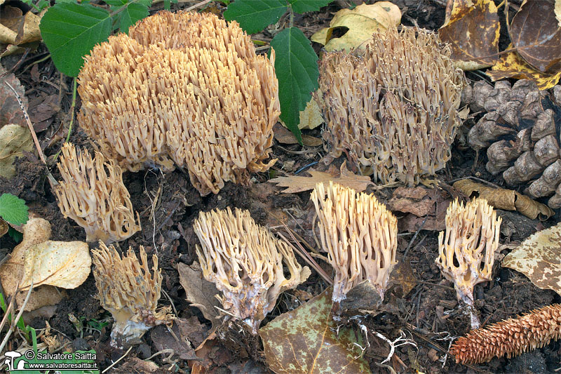 Ramaria stricta foto 2