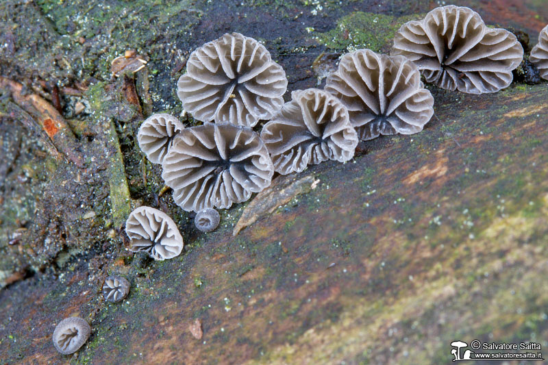 Resupinatus europaeus foto 1
