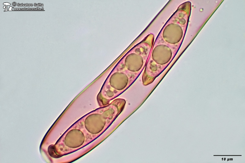 Rhizina undulata spore foto 3