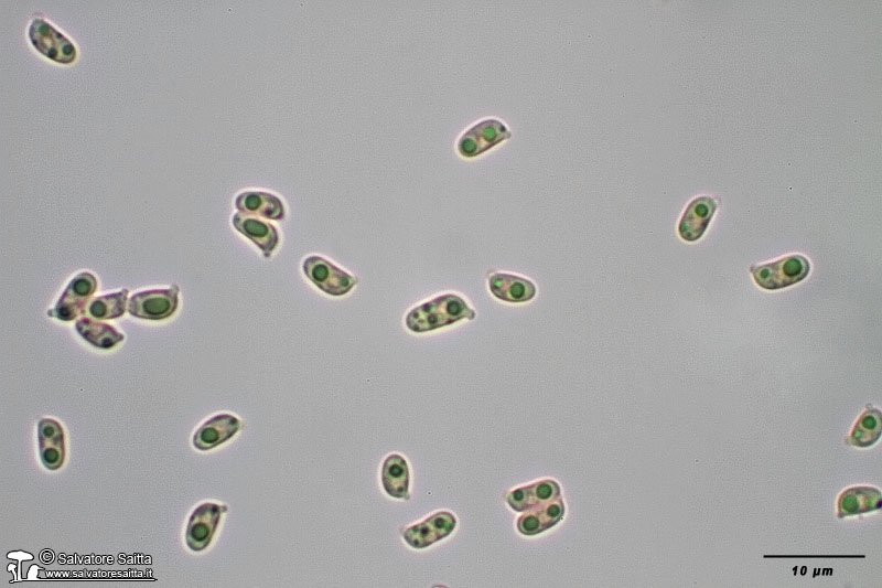 Rickenella fibula spore foto 2