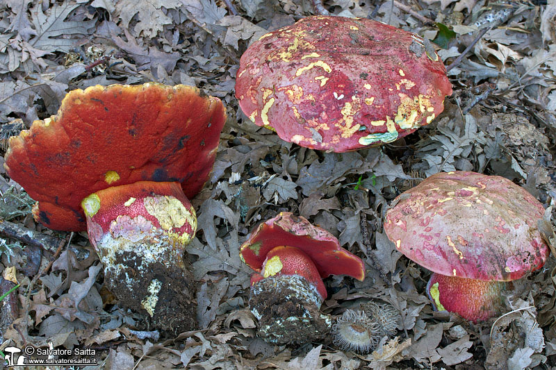 Rubroboletus demonensis foto 1