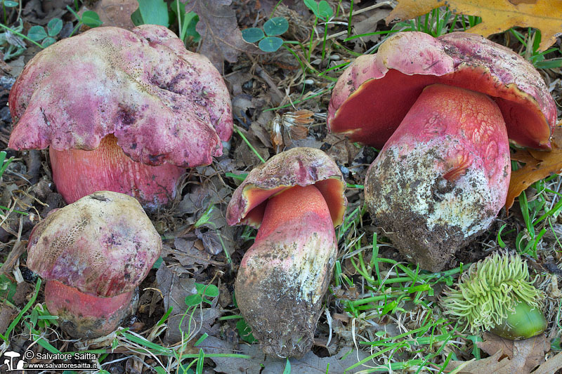 Rubroboletus demonensis foto 3