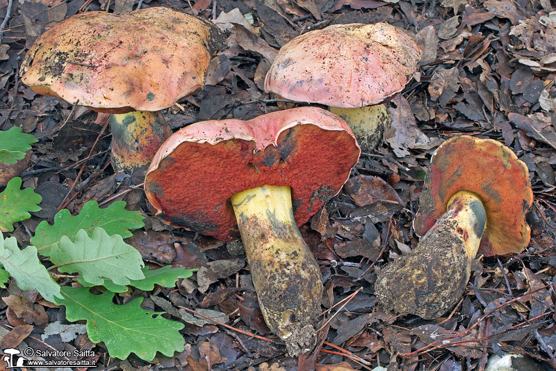 Rubroboletus lupinus foto 1