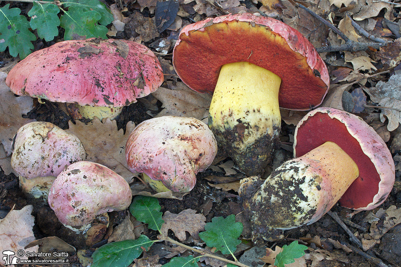 Rubroboletus lupinus foto 2
