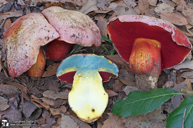 Rubroboletus rhodoxanthus foto 6