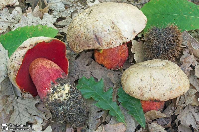 Rubroboletus rhodoxanthus foto 7