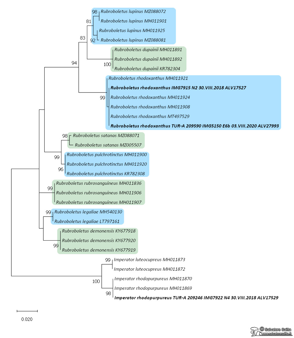Rubroboletus albero filogenetico foto 1