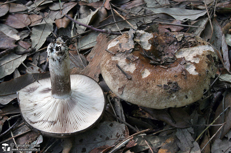 Russula atramentosa foto 1