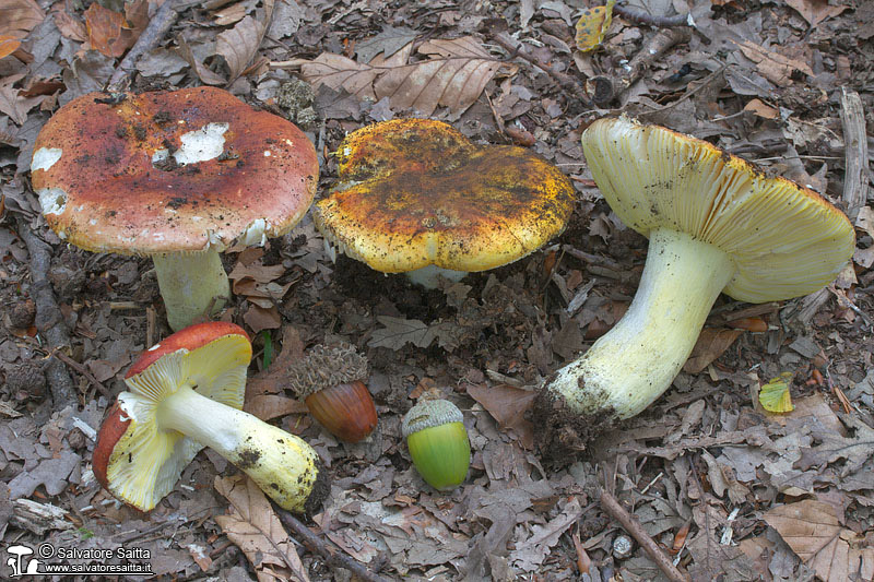 Russula aurea foto 1