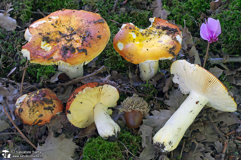 Russula aurea foto 2