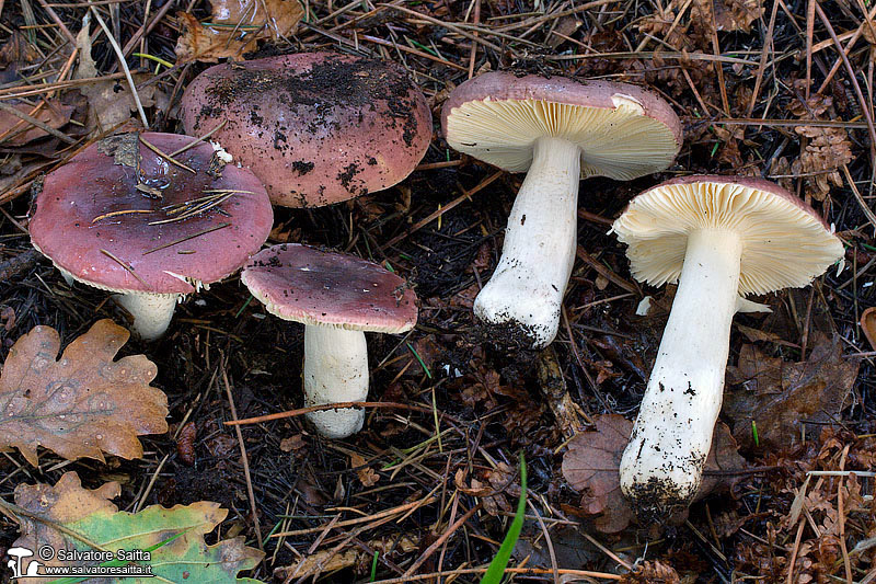 Russula cessans foto 4