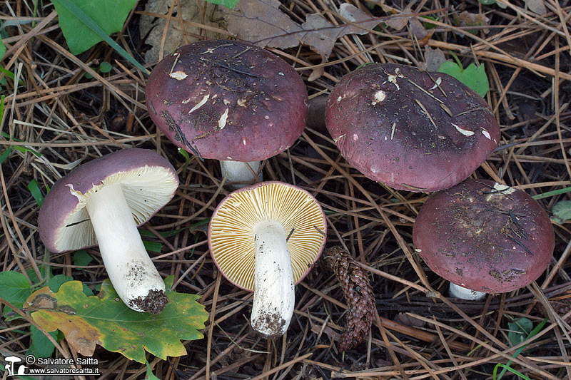 Russula cessans foto 6