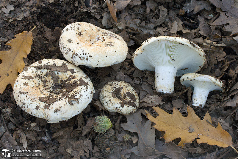 Russula chloroides foto 1