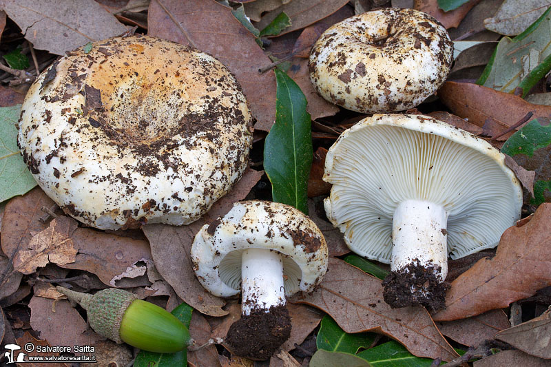 Russula chloroides var. parvispora foto 2