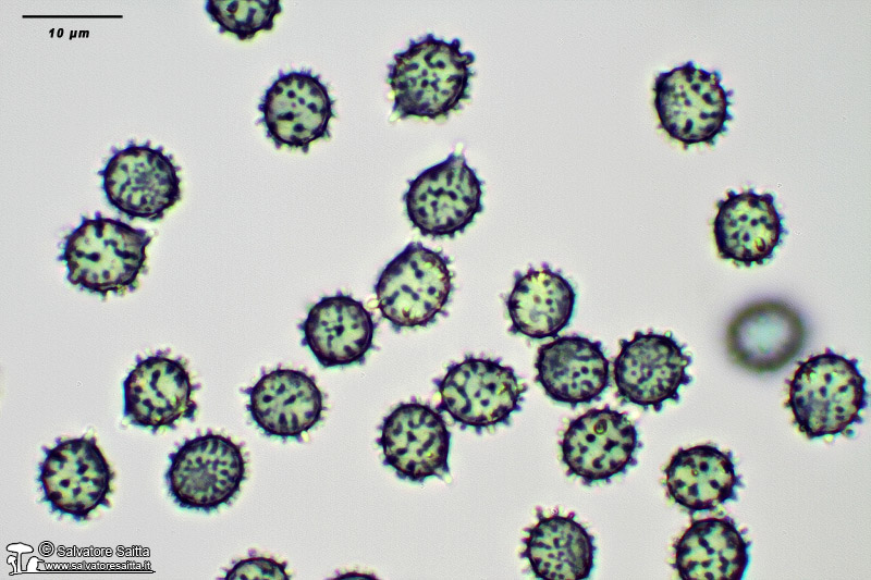 Russula chloroides spore foto 2