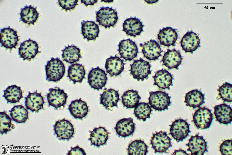 Russula chloroides spore foto 4