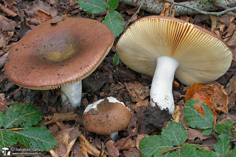 Russula cuprea foto 1