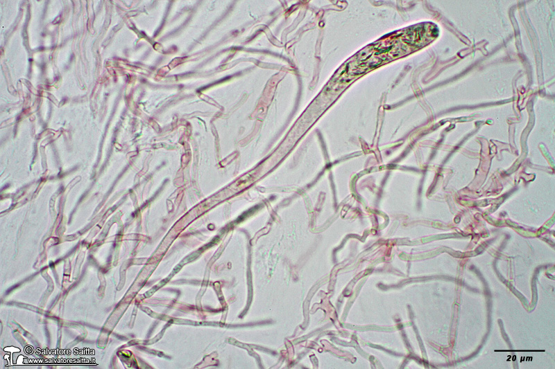 Russula cuprea cuticola foto 6