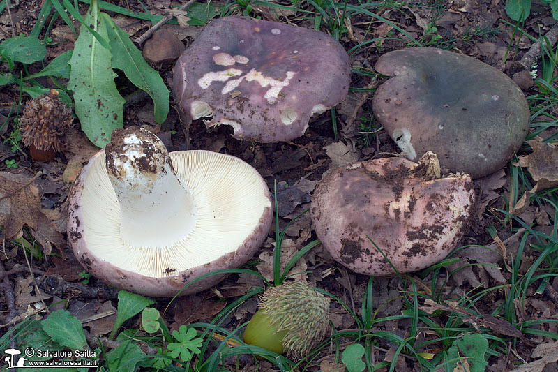 Russula cyanoxantha foto 1