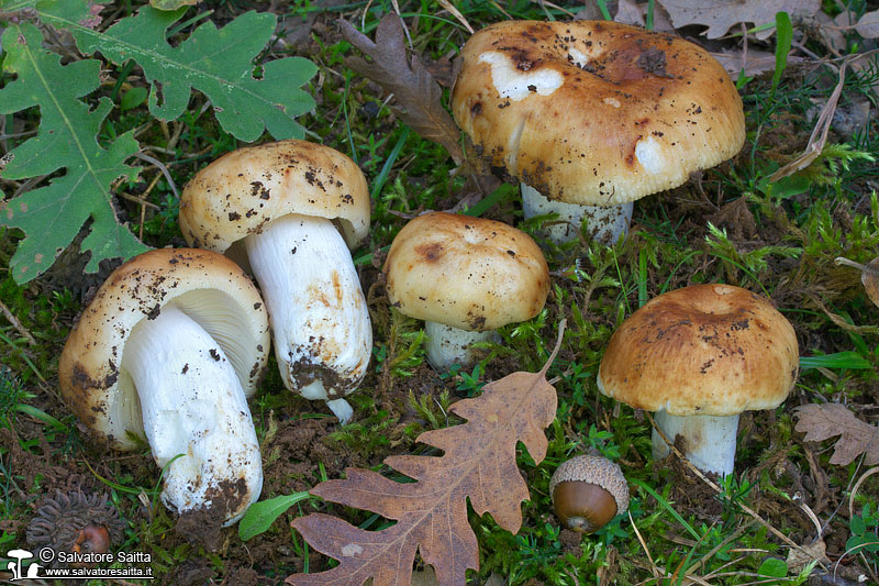 Russula foetens foto 1