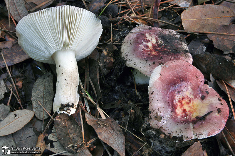 Russula fragilis foto 1