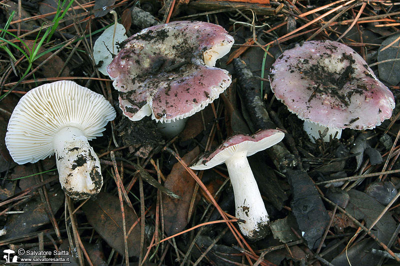 Russula fragilis foto 2